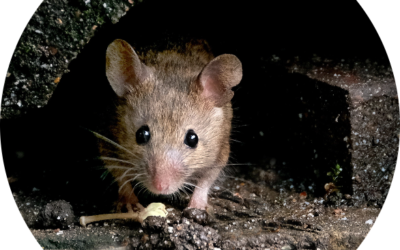 Exterminateur de nuisibles : pour une désinfestation efficace et durable au sein de votre habitat