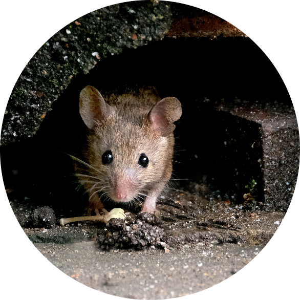 Exterminateur professionnel contre les rongeurs et les insectes