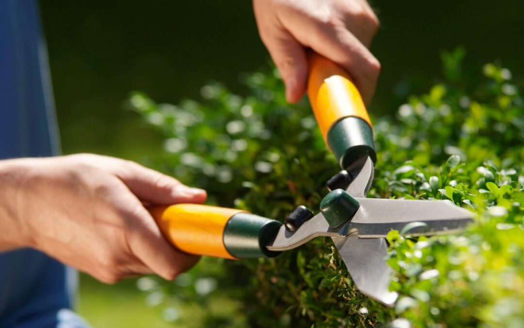 Entretien des espaces verts à Charolles : prenez soin de vos extérieurs