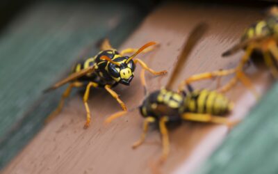 Traitement des insectes volants à Paray-le-Monial : l’expertise d’un spécialiste