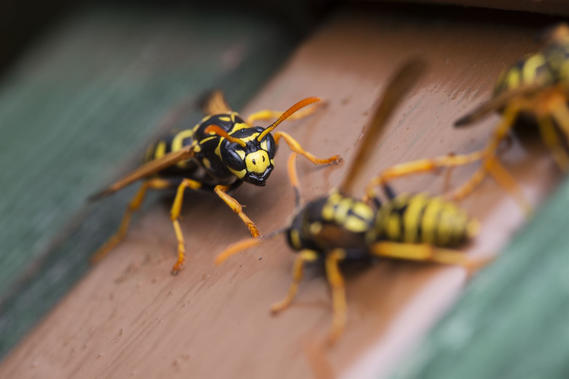 Traitement des insectes volants à Paray-le-Monial